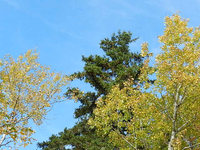 Reaching for the Sky