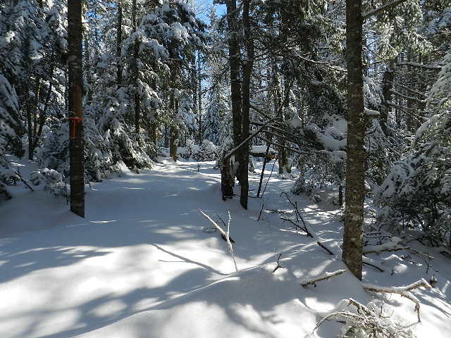 Snowshoe Trails