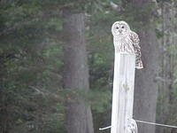 Barred Owl