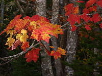 Mixed Pallette of the Forest