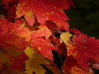 Night Falling on Leaves