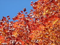 Nothing Over The Top Please